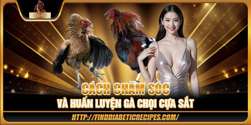 Chia sẻ cách chăm sóc và huấn luyện gà chọi cựa dao