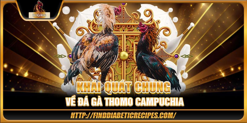 Khái quát chung về đá gà Thomo Campuchia
